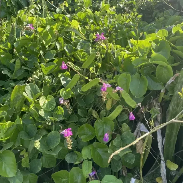 thumbnail for publication: Canavalia rosea: Beach Bean, Bay Bean